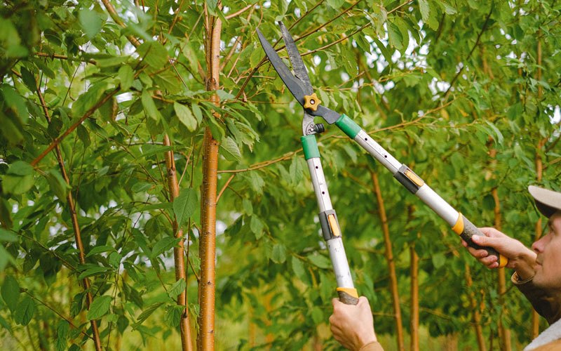 Tree trimming in Lockbourne, OH