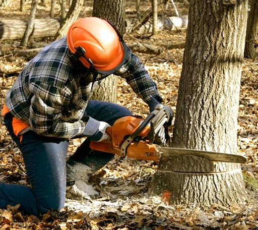Tree Removal in Lockbourne, OH